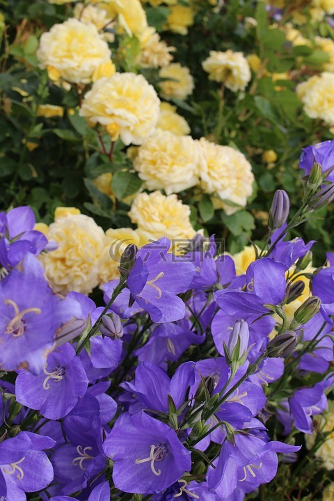 鲜花,紫,黄色