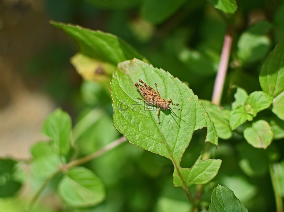 棕色的蚂蚱,chortophaga viridifasciata,昆虫