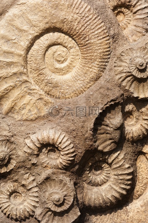 外壳,化石,老
