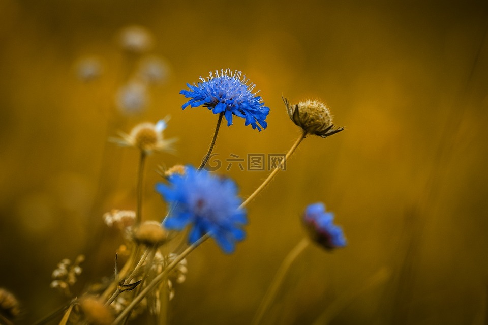 花,指出花,蓝色