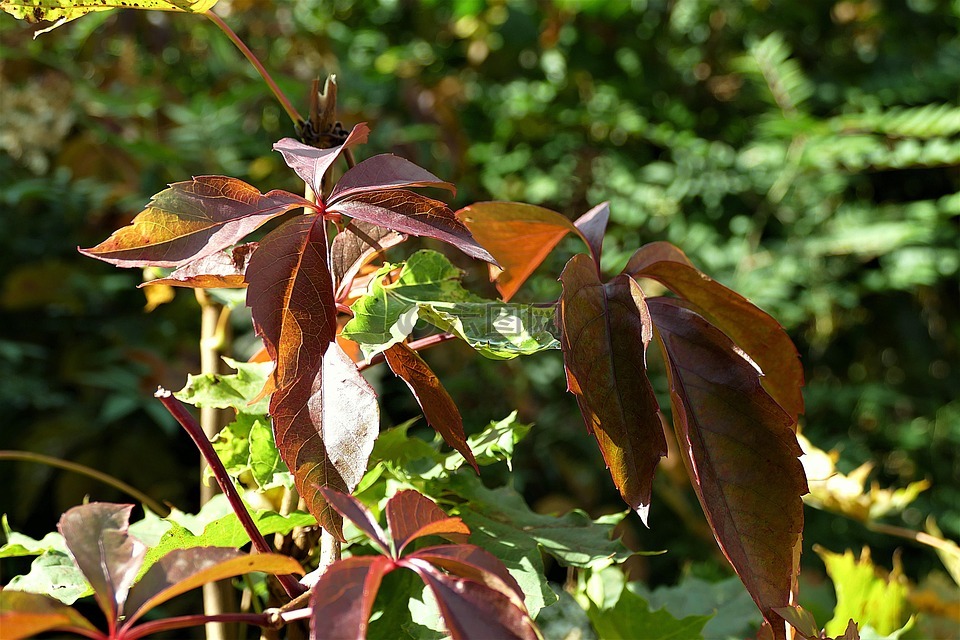 秋天的落叶,叶子,秋天的颜色