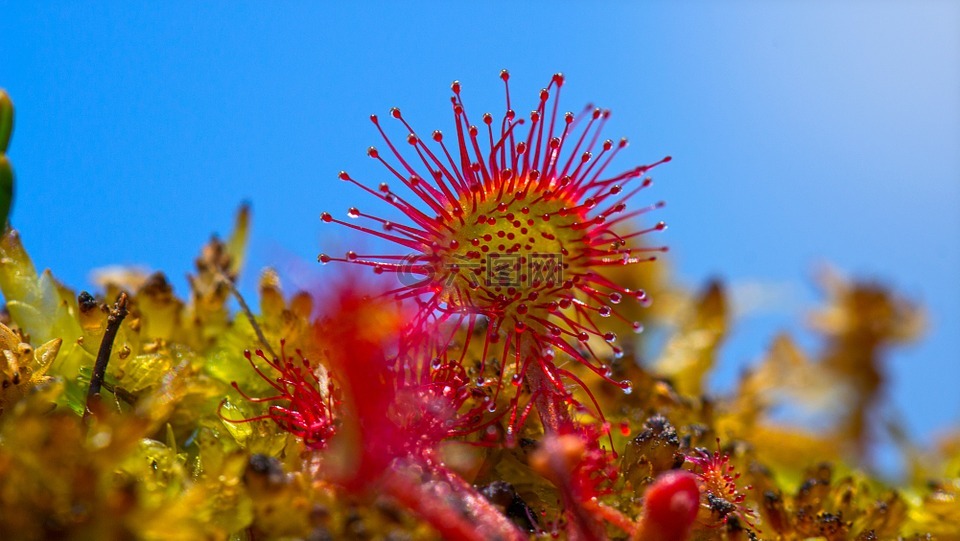 茅膏菜,沼泽,厂
