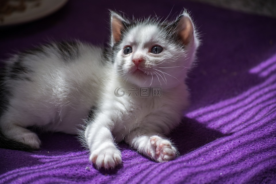 宝贝猫,猫宝贝,小猫