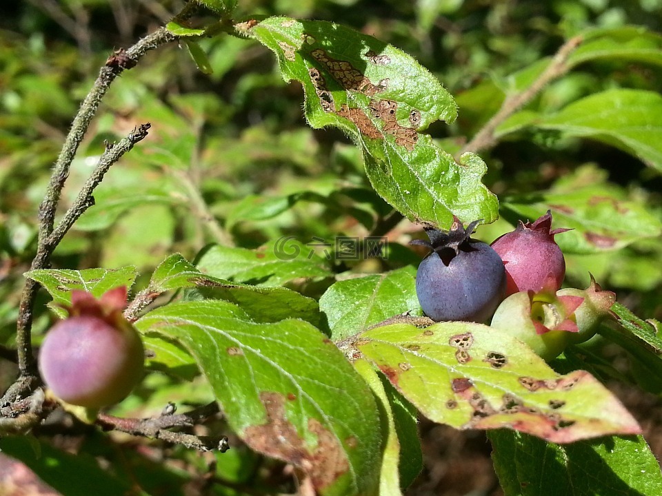 蓝莓,浆果,野生