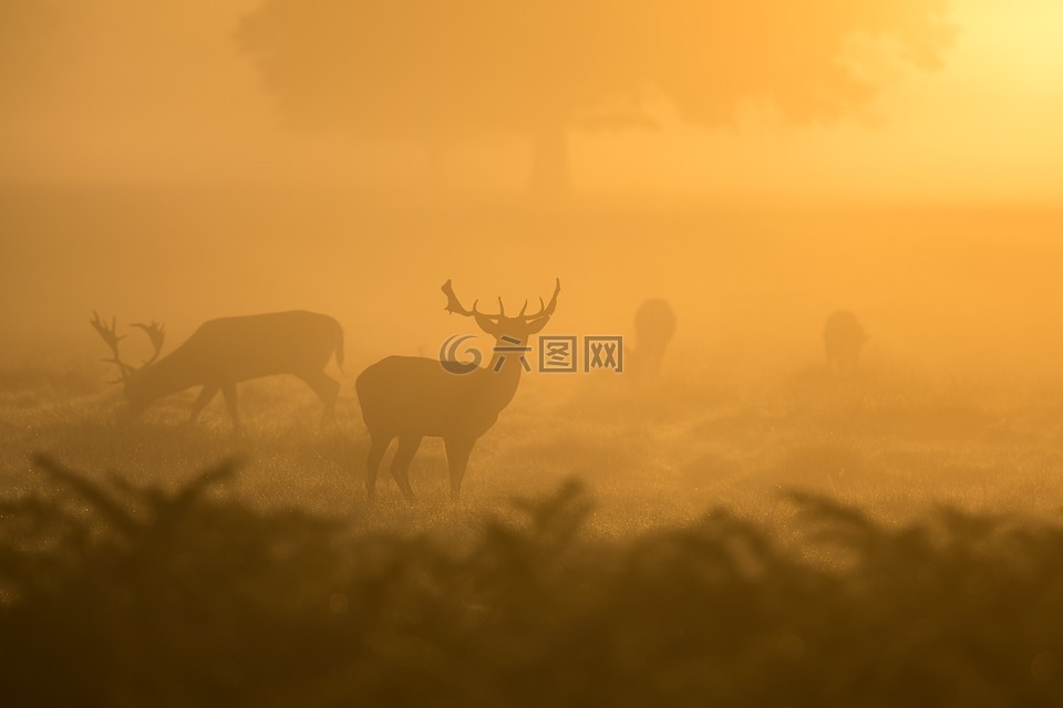 鹿,清晨的阳光,野生动物