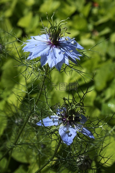 大马士革 nigella,蓝色的花,庭园