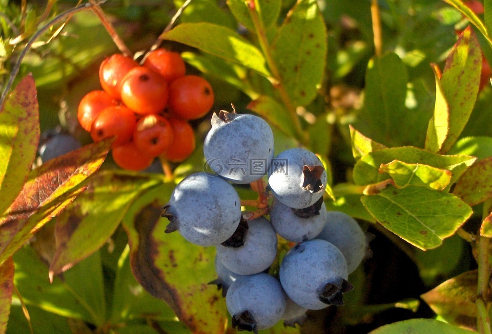 山茱萸黄花,蓝莓,浆果