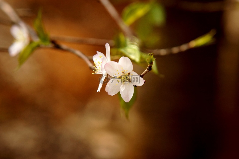 樱花盛开,白花,美