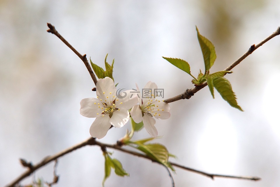 樱花盛开,白花,美