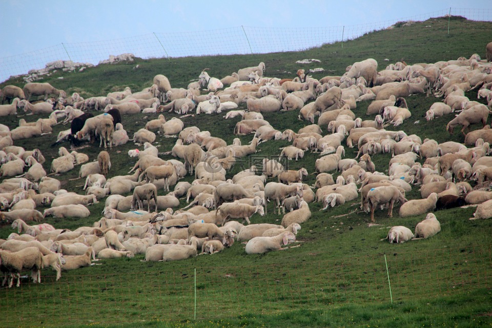 羊群的羊,羊,草地