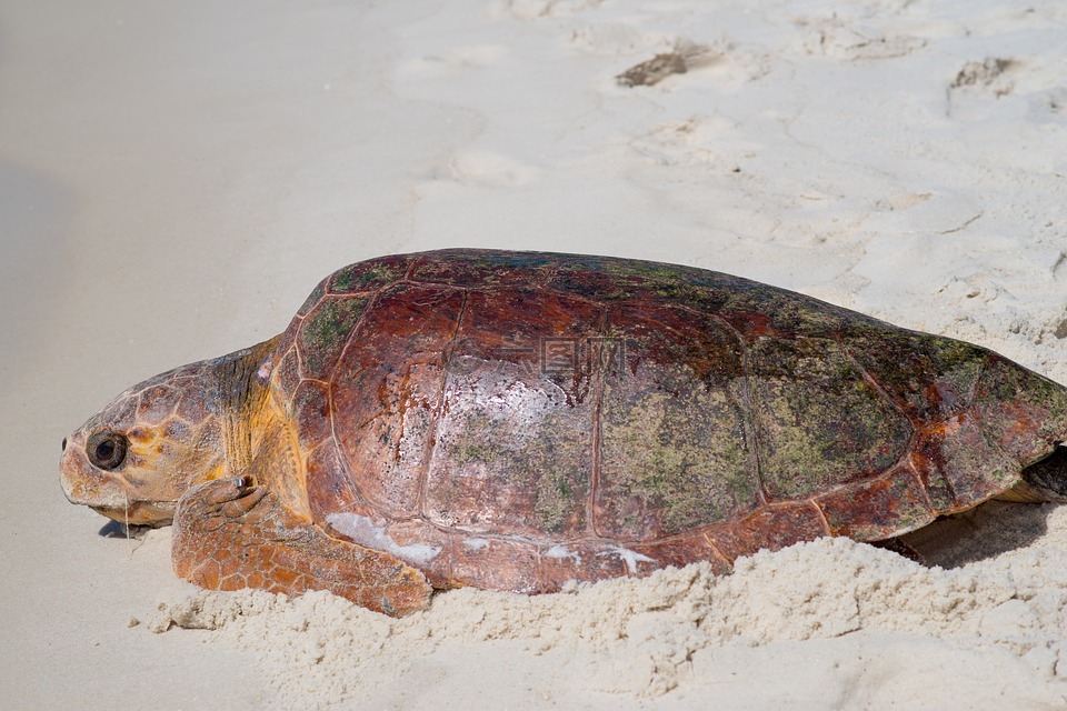 海龟,海上生活,墨西哥海湾