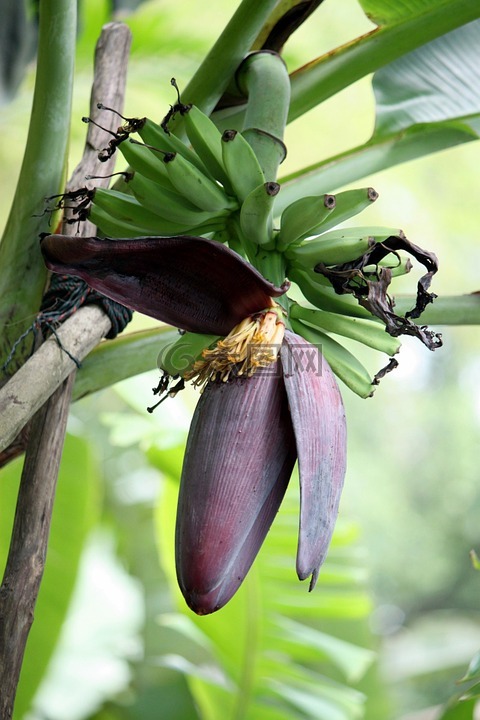 香蕉,花的,植物