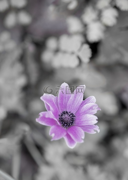 野生花卉,紫色的,开花
