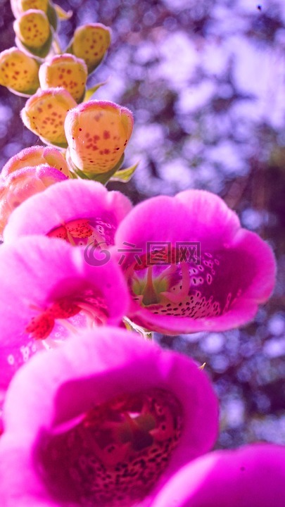 紫花洋地黄,花,自然