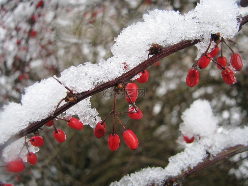 冬天,雪,浆果