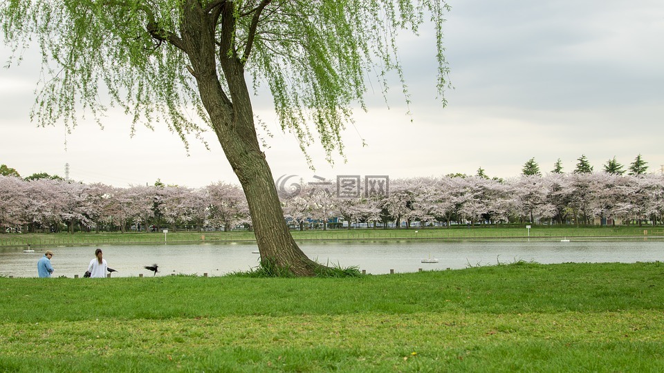 柳树,湖边,春天