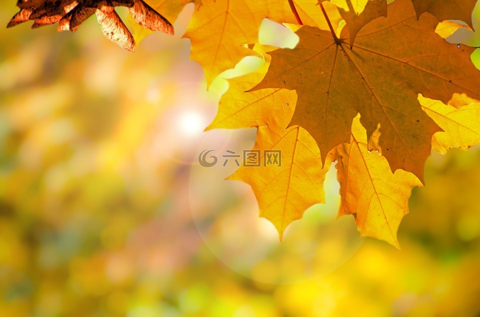 秋,树,叶子