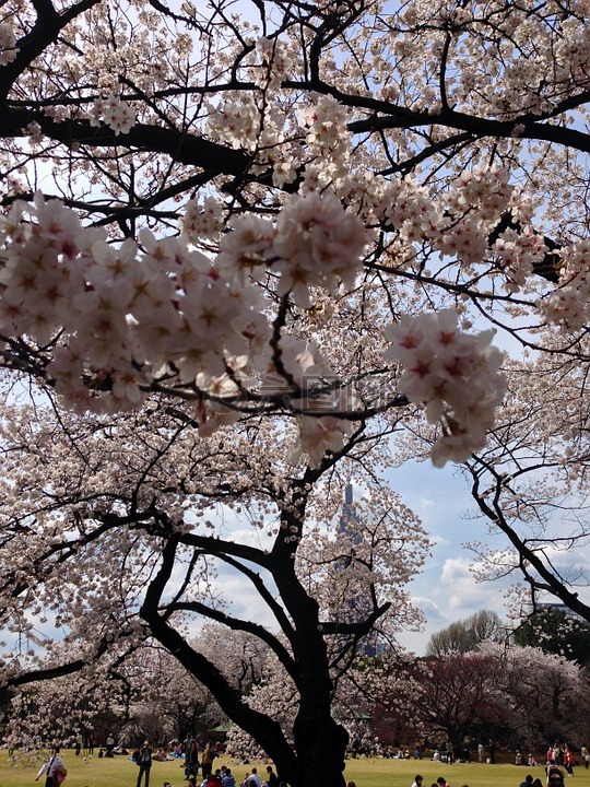 樱花,东京,春