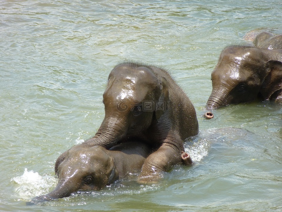 大象,年轻的大象,斯里兰卡