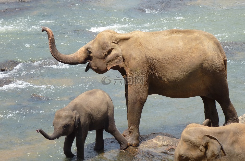 大象,母亲,孩子