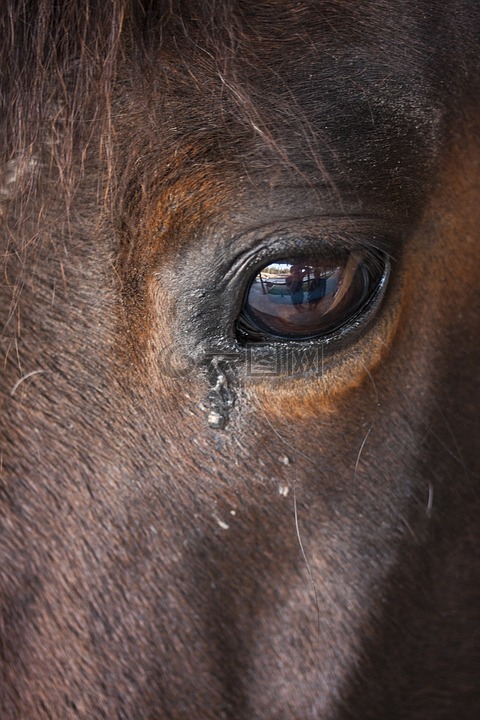 眼睛,马,动物