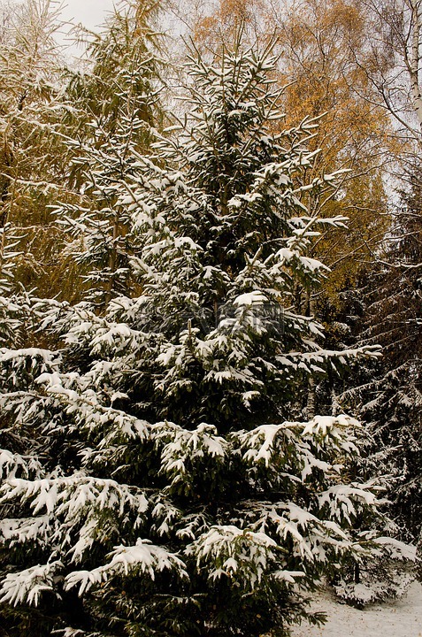 雪,树,圣诞节