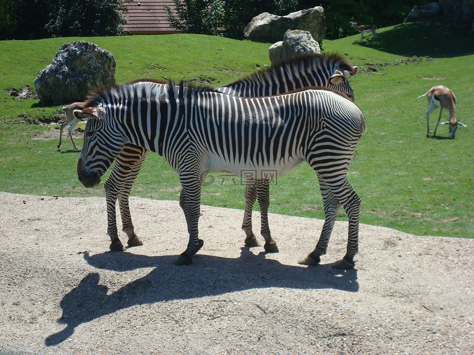 斑馬,動物,動物園