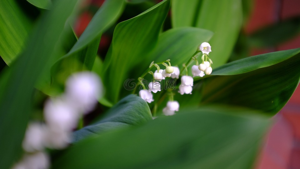 桌面,绿色,植物