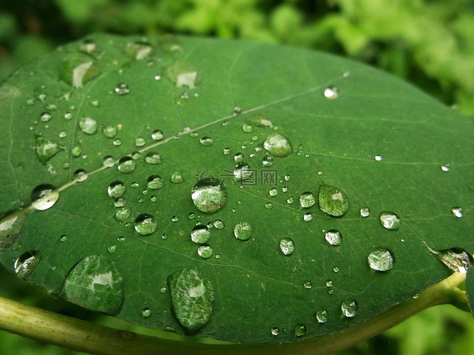 叶子,绿色,雨滴