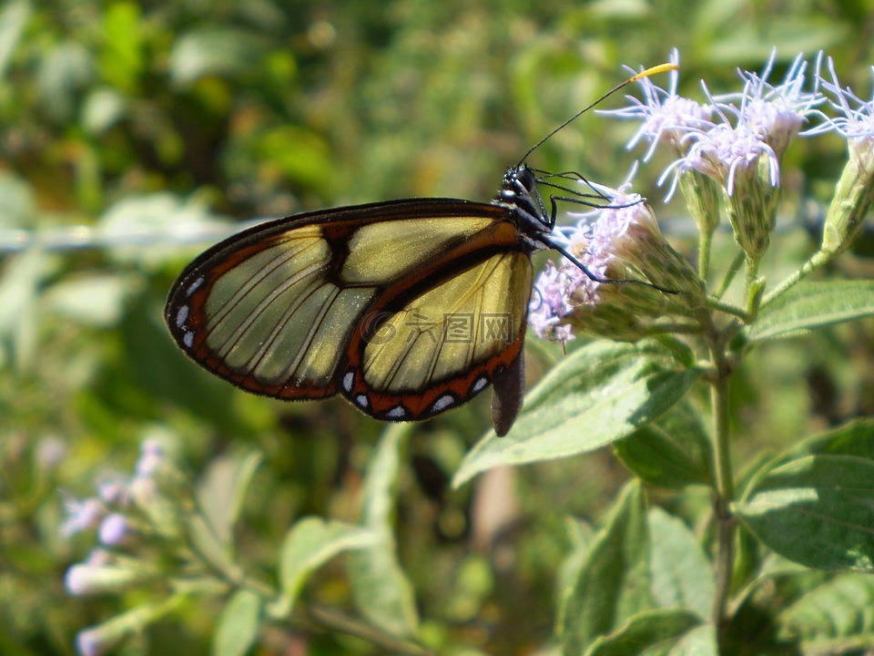 蝴蝶,透明,透明的翅膀