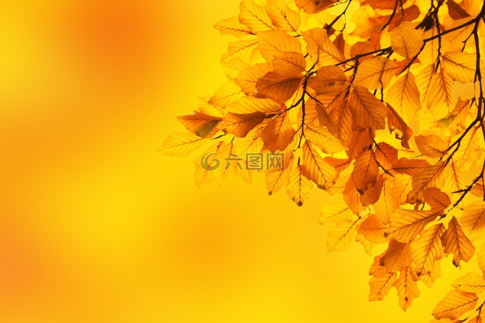 秋,山毛榉木,叶子