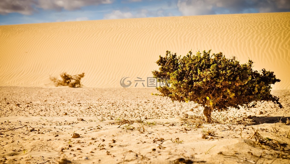 沙漠,植物,砂