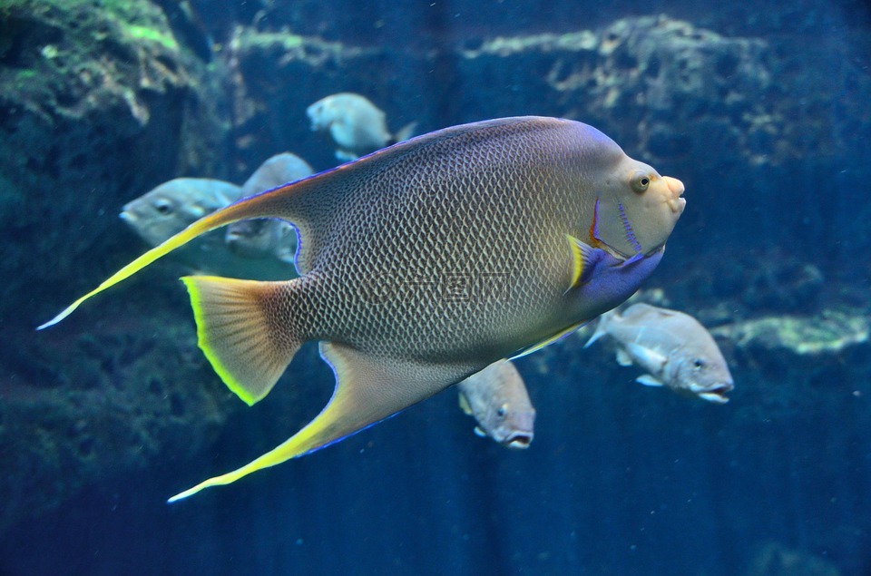 热带鱼,水族馆,咸水