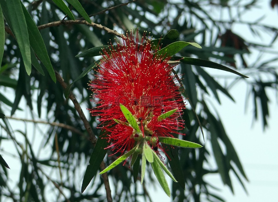 红千层,bottlebrush,花