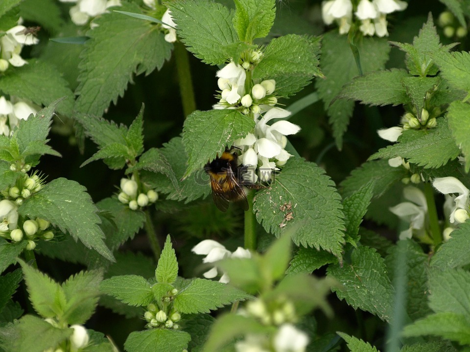 死荨麻,白色 deadnettle,赫梅尔