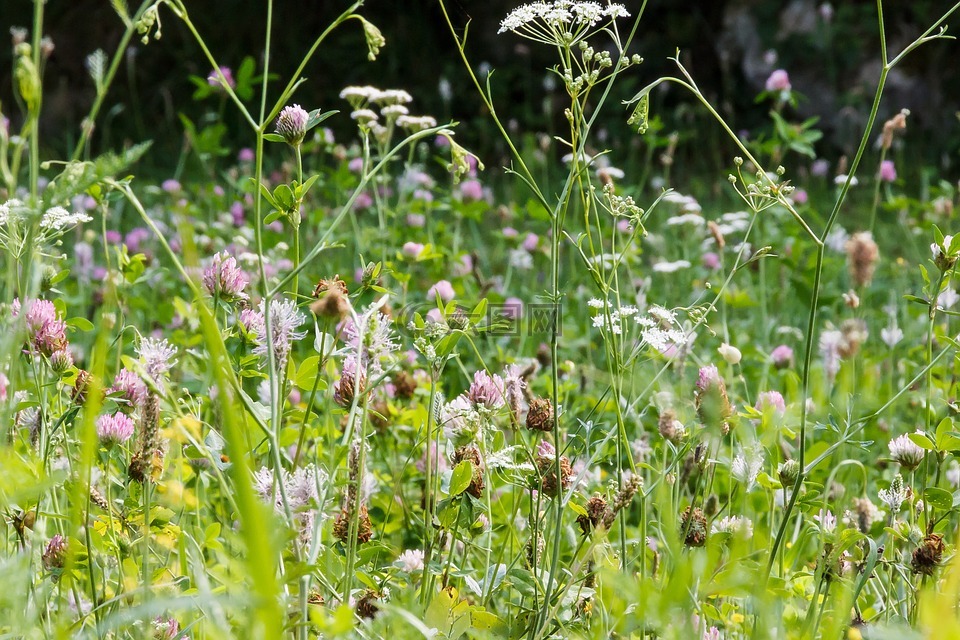 草地,鮮花,夏季