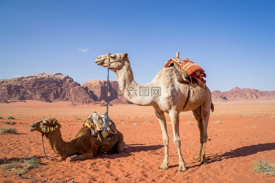 骆驼,瓦迪鲁姆,沙漠