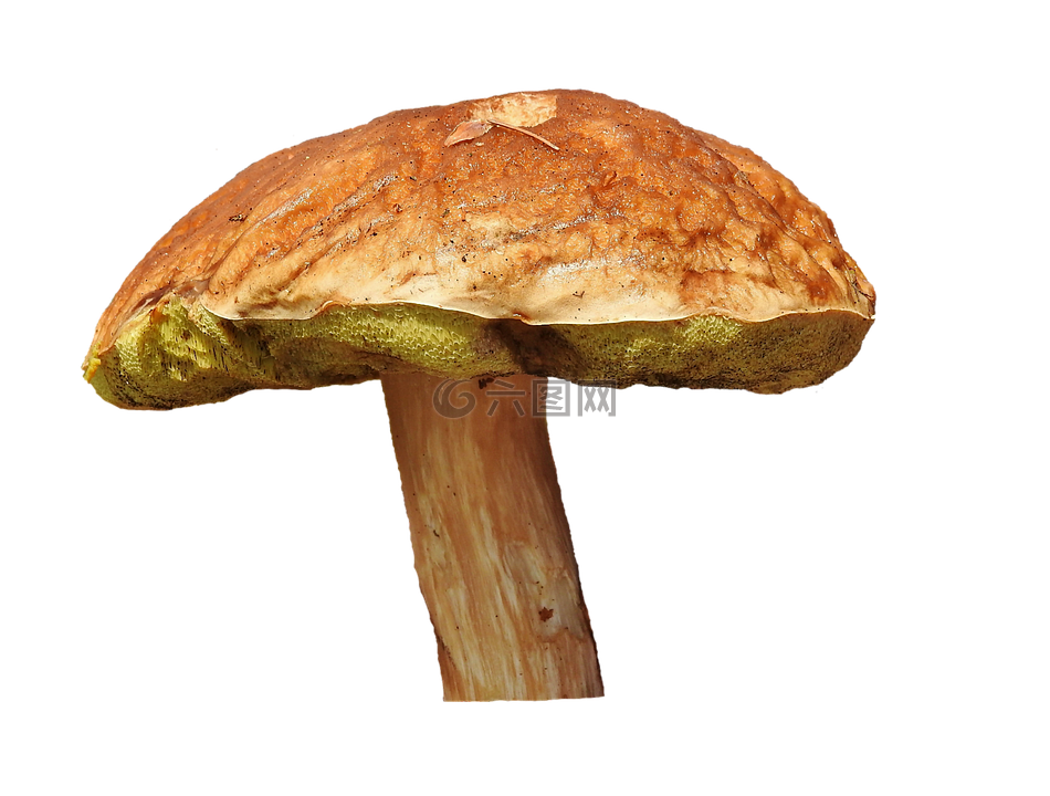 蘑菇,管蘑菇,棕帽