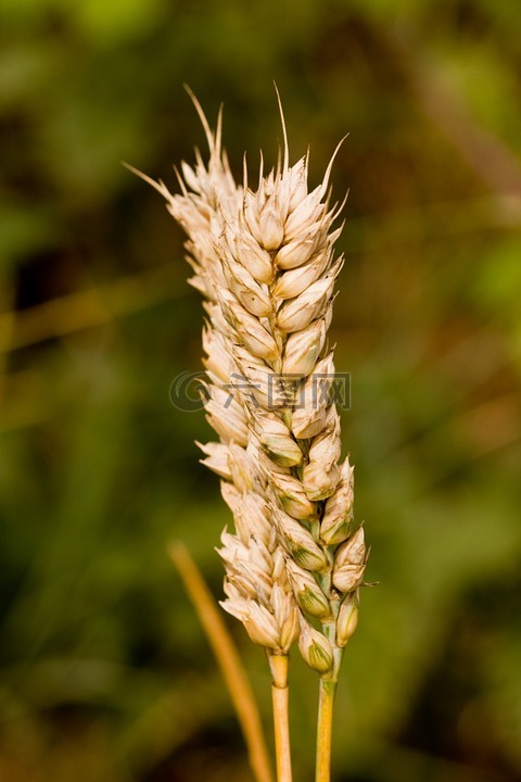 小麦,秸秆,秆小麦