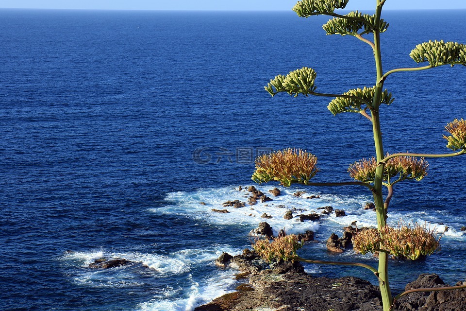 龙舌兰,龙舌兰花,海洋