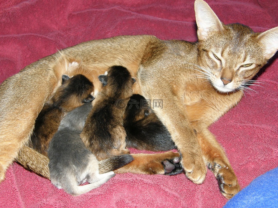 猫妈妈,婴儿,动物