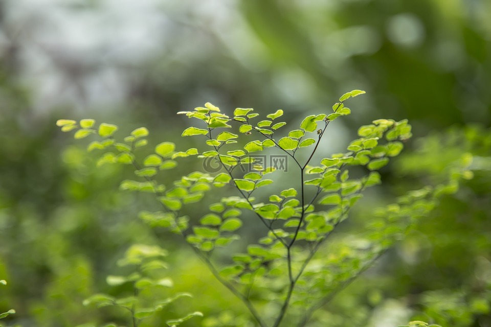 小,葉子,植物