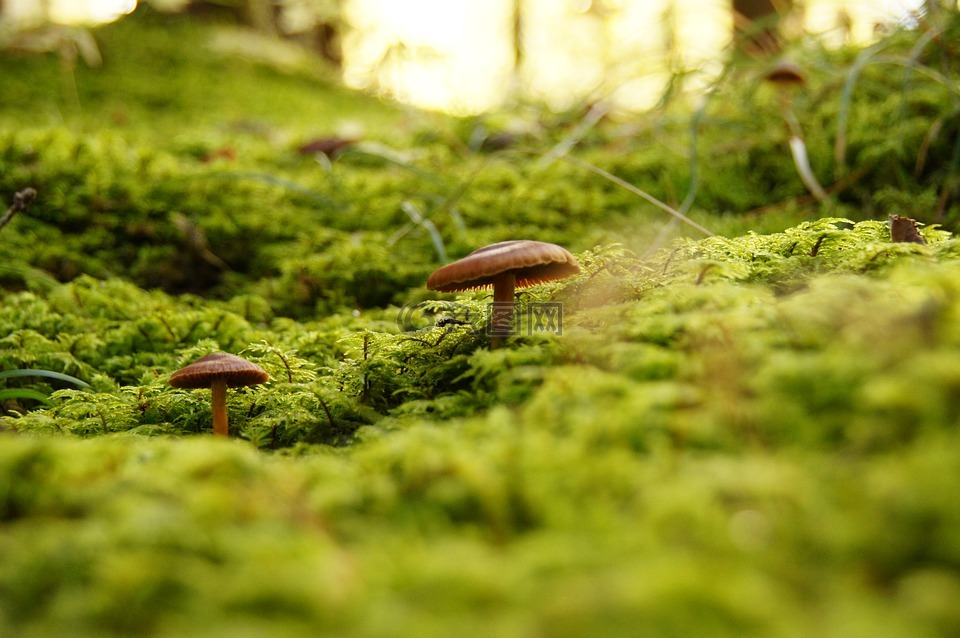 真菌,林,蘑菇