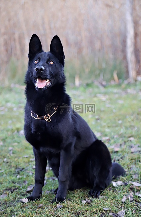 黑的德国牧羊犬,美,坐在