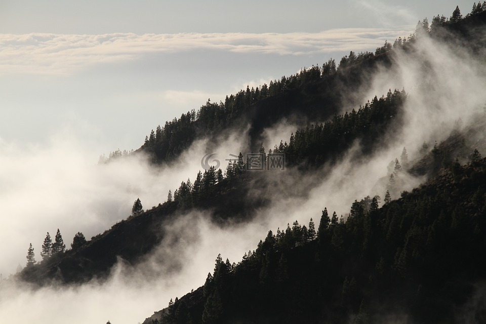雾,森林,薄雾