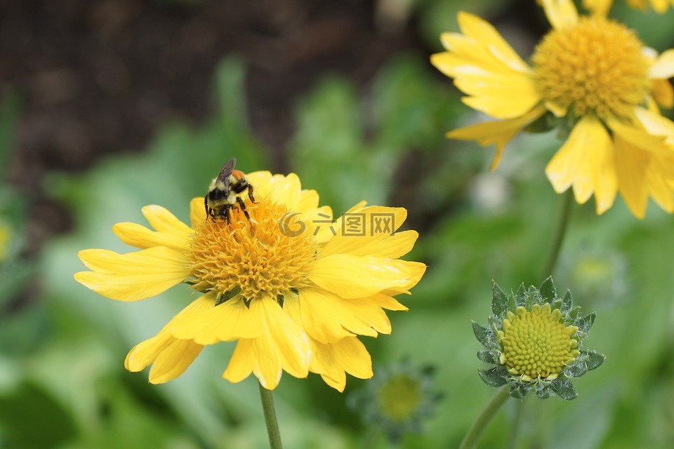 雏菊,蜜蜂,黄色