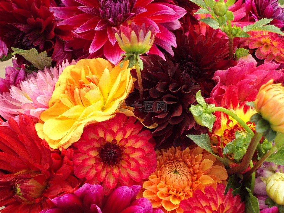 鲜花,各色,多彩