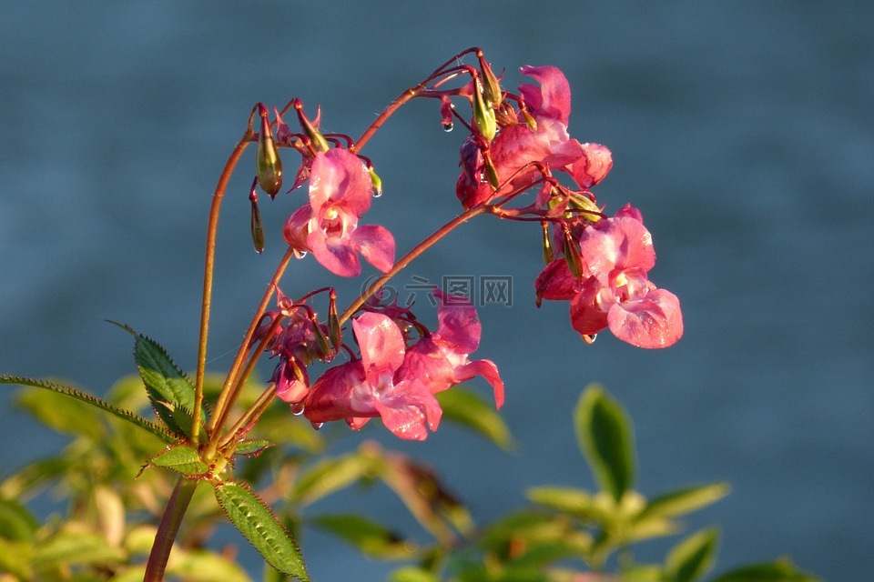 香脂,印度 springkraut,花