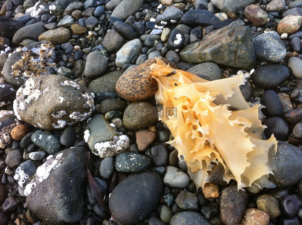 海藻,岩,石头