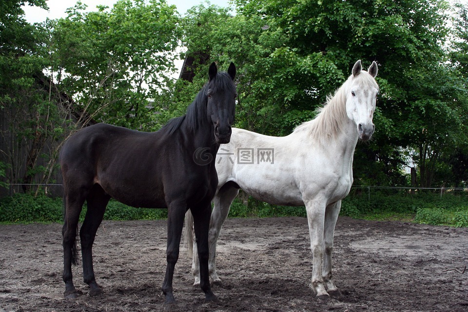 马,黑色,白